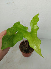 Sad Plants