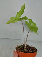 Sad Plants