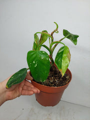 Sad Plants