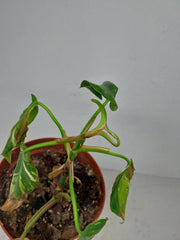 Sad Plants