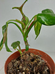 Sad Plants