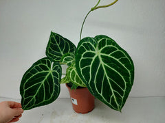 Anthurium Crystallinum Hybrid