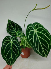 Anthurium Crystallinum Hybrid
