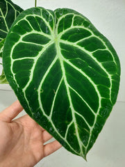 Anthurium Crystallinum Hybrid
