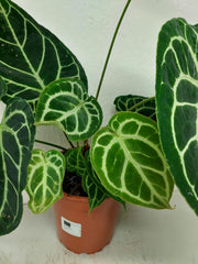 Anthurium Crystallinum Hybrid