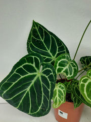 Anthurium Crystallinum Hybrid