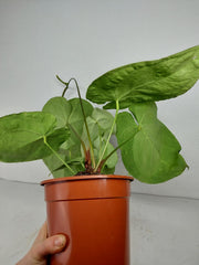 Anthurium Crystallinum Hybrid