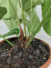 Anthurium Crystallinum Hybrid