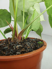 Anthurium Crystallinum Hybrid