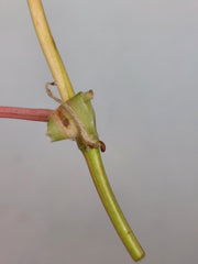 Philodendron Micans Aurea Steckling