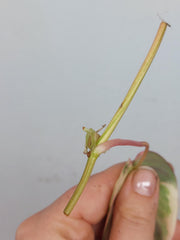Philodendron Micans Aurea Steckling