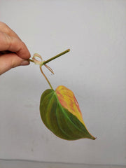 Philodendron Micans Aurea Steckling