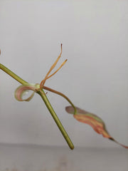 Philodendron Micans Aurea Steckling