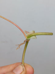 Philodendron Micans Aurea Steckling