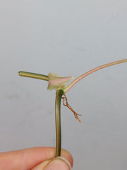 Philodendron Micans Aurea Steckling