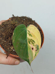 Philodendron Micans Aurea Steckling