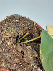 Philodendron Micans Aurea Steckling