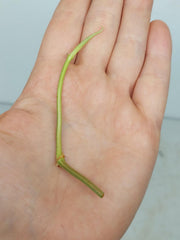 Philodendron Micans Aurea Steckling