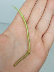Philodendron Micans Aurea Steckling