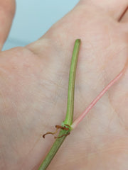 Philodendron Micans Aurea Steckling
