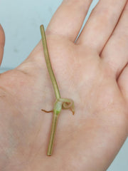 Philodendron Micans Aurea Steckling