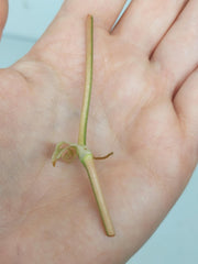 Philodendron Micans Aurea Steckling