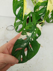 Monstera Adansonii Variegata
