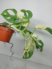 Monstera Adansonii Variegata