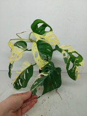 Monstera Adansonii Variegata