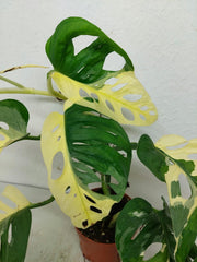 Monstera Adansonii Variegata