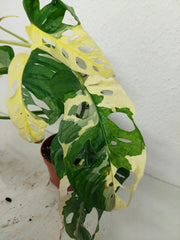 Monstera Adansonii Variegata