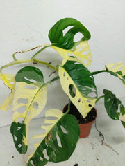 Monstera Adansonii Variegata