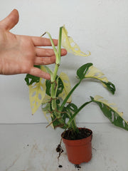 Monstera Adansonii Variegata