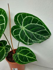 Anthurium Crystallinum Hybrid