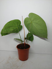 Anthurium Crystallinum Hybrid