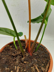 Anthurium Crystallinum Hybrid