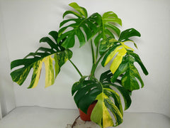 Monstera Aurea