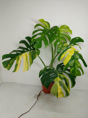 Monstera Aurea