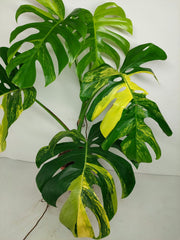 Monstera Aurea