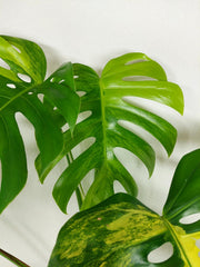 Monstera Aurea