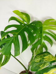 Monstera Aurea