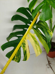 Monstera Aurea