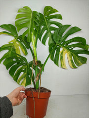 Monstera Aurea