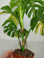 Monstera Aurea