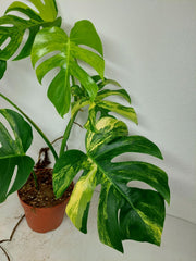 Monstera Aurea