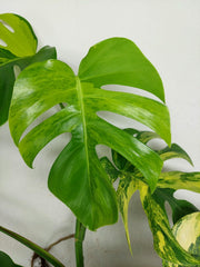 Monstera Aurea