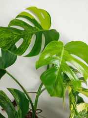 Monstera Aurea