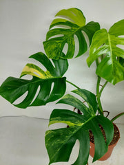 Monstera Aurea