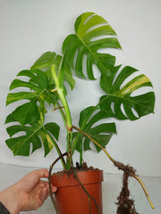 Monstera Aurea