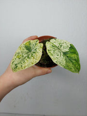 Sad Plants